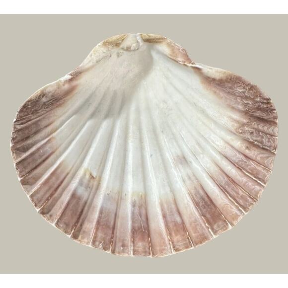 Seashells 2 Large & 2 Smaller Ones Estate Sale Find Very Beautiful - Lot Of 4 - Picture 6 of 16